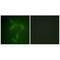 Janus Kinase 2 antibody, A00027, Boster Biological Technology, Immunofluorescence image 