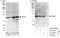 PAT1 Homolog 1, Processing Body MRNA Decay Factor antibody, A303-482A, Bethyl Labs, Western Blot image 