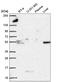 Alpha-L-Fucosidase 1 antibody, NBP2-58170, Novus Biologicals, Western Blot image 