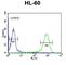 Decapping MRNA 2 antibody, abx034263, Abbexa, Western Blot image 