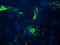 B And T Lymphocyte Associated antibody, LS-C174403, Lifespan Biosciences, Immunofluorescence image 