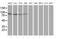 Gephyrin antibody, MA5-25376, Invitrogen Antibodies, Western Blot image 