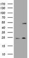 Keratin 20 antibody, LS-C175450, Lifespan Biosciences, Western Blot image 