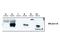 Cytohesin 1 Interacting Protein antibody, A09710, Boster Biological Technology, Western Blot image 