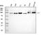 Calmegin antibody, A05261-1, Boster Biological Technology, Western Blot image 