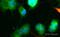 Serine/threonine-protein kinase PINK1, mitochondrial antibody, ab75487, Abcam, Immunofluorescence image 