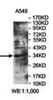 Leucine Rich Repeat Containing 46 antibody, orb78449, Biorbyt, Western Blot image 
