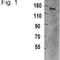 Tripartite Motif Containing 33 antibody, NB100-74550, Novus Biologicals, Western Blot image 