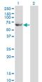 Glycerol Kinase 2 antibody, MA5-18967, Invitrogen Antibodies, Western Blot image 