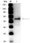 Aldehyde dehydrogenase [NAD(P)+] 1 antibody, orb344872, Biorbyt, Western Blot image 