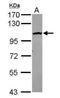 Cleavage And Polyadenylation Specific Factor 2 antibody, NBP2-15989, Novus Biologicals, Western Blot image 