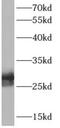 Apolipoprotein D antibody, FNab00499, FineTest, Western Blot image 