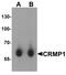 Collapsin Response Mediator Protein 1 antibody, A05002, Boster Biological Technology, Western Blot image 