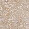 Angiotensinogen antibody, NBP1-87053, Novus Biologicals, Immunohistochemistry paraffin image 