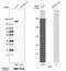 Tight Junction Protein 2 antibody, HPA001813, Atlas Antibodies, Western Blot image 