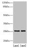 Nedd4 Family Interacting Protein 1 antibody, CSB-PA887119LA01HU, Cusabio, Western Blot image 