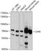 Checkpoint with forkhead and RING finger domains protein antibody, 13-655, ProSci, Western Blot image 
