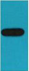 GST antibody, STJ97046, St John