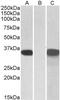 Cysteine Rich Secretory Protein 2 antibody, GTX88148, GeneTex, Western Blot image 