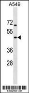 GTP-binding protein 5 antibody, 59-766, ProSci, Western Blot image 