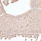 Cell Proliferation Regulating Inhibitor Of Protein Phosphatase 2A antibody, LS-C747413, Lifespan Biosciences, Immunohistochemistry frozen image 