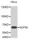 NOP56 Ribonucleoprotein antibody, STJ110344, St John