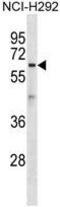 Atlastin GTPase 1 antibody, GTX53498, GeneTex, Western Blot image 