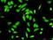 Cullin 1 antibody, H00008454-D01P, Novus Biologicals, Immunocytochemistry image 