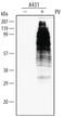 Phosphotyrosine antibody, MAB16761, R&D Systems, Western Blot image 