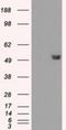 FKBP Prolyl Isomerase 4 antibody, NBP1-47755, Novus Biologicals, Western Blot image 