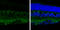 Protein Kinase C Alpha antibody, GTX130453, GeneTex, Immunohistochemistry frozen image 