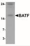 Basic Leucine Zipper ATF-Like Transcription Factor antibody, NBP2-41191, Novus Biologicals, Western Blot image 