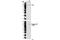 Signal Transducer And Activator Of Transcription 2 antibody, 4441T, Cell Signaling Technology, Western Blot image 