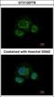 Carbohydrate Sulfotransferase 7 antibody, GTX120778, GeneTex, Immunocytochemistry image 