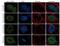 Mitogen-Activated Protein Kinase Kinase 1 antibody, 702581, Invitrogen Antibodies, Immunocytochemistry image 