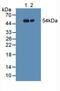 Fibrinogen Gamma Chain antibody, LS-C301583, Lifespan Biosciences, Western Blot image 