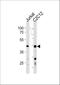 DNA Polymerase Delta Interacting Protein 3 antibody, A02748-1, Boster Biological Technology, Western Blot image 