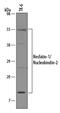 Nucleobindin 2 antibody, AF5949, R&D Systems, Western Blot image 