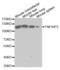 TNF Alpha Induced Protein 3 antibody, abx001739, Abbexa, Western Blot image 