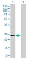 MYCL Proto-Oncogene, BHLH Transcription Factor antibody, H00004610-D01P, Novus Biologicals, Western Blot image 