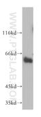 Synaptotagmin 3 antibody, 12726-1-AP, Proteintech Group, Western Blot image 
