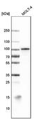 B-Raf Proto-Oncogene, Serine/Threonine Kinase antibody, NBP2-59034, Novus Biologicals, Western Blot image 
