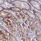 Zinc Finger SWIM-Type Containing 4 antibody, PA5-59861, Invitrogen Antibodies, Immunohistochemistry frozen image 