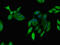 ADP Ribosylation Factor 1 antibody, LS-C677176, Lifespan Biosciences, Immunofluorescence image 