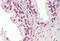 Protein Inhibitor Of Activated STAT 2 antibody, MBS242346, MyBioSource, Immunohistochemistry frozen image 