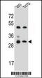 Olfactory Receptor Family 4 Subfamily P Member 4 antibody, 56-379, ProSci, Western Blot image 