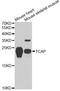 Titin-Cap antibody, A13566, ABclonal Technology, Western Blot image 