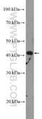 NCK Adaptor Protein 2 antibody, 10206-1-AP, Proteintech Group, Western Blot image 