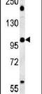 WD Repeat Domain 11 antibody, PA5-25619, Invitrogen Antibodies, Western Blot image 