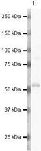 Ribosomal Oxygenase 2 antibody, PA5-19651, Invitrogen Antibodies, Western Blot image 